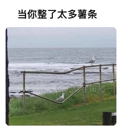 这是一张带有搞笑文字梗的实拍静态图，顶部配文“当你整了太多薯条”。画面展现了海边的自然场景，后方是翻涌着白色浪花的海面，前景是草地与金属栏杆，两只海鸥分别处于栏杆的不同位置：一只正常站立在栏杆顶部，另一只位于栏杆的V型结构中，从视觉效果上看，仿佛是因为吃了太多薯条导致肚子变大，被栏杆“卡住”，通过这种巧合的视觉错位效果，以拟人化的幽默方式调侃了吃撑后的状态，十分生动有趣。