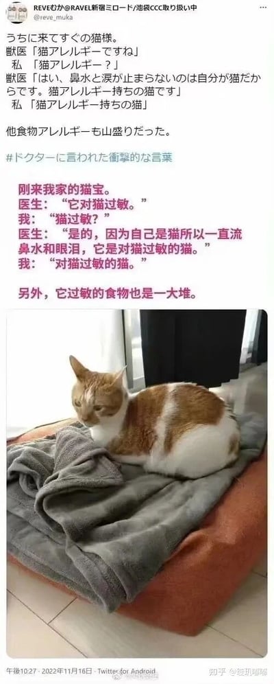 这是一张社交媒体截图类的图文内容，上方是日文原文和对应的中文翻译，讲述了一个有趣的宠物趣事：用户带刚到家的猫咪去看医生，医生告知这只猫咪患有猫过敏症，因为它自身就是猫，所以会一直流鼻水和眼泪，同时这只猫咪还有一大堆食物过敏的情况。用户的重复回应也强化了这件事的荒诞感。下方配有一张棕白相间的猫咪的照片，猫咪趴在铺有灰色毯子的橙色垫子上，神态低落，看起来有些蔫蔫的，似乎正受过敏困扰。