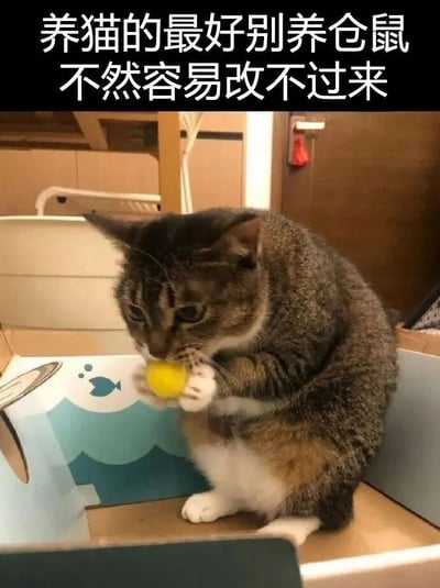 图片上方有黑色背景白色文字：“养猫的最好别养仓鼠 不然容易改不过来”，下方是一只虎斑猫坐在纸箱中，用两只前爪抱着一个黄色的球，低头专注地啃咬或玩耍，仿佛将球当作仓鼠。整体营造出一种调侃养猫家庭若同时饲养仓鼠可能引发猫咪捕猎本能的幽默氛围。