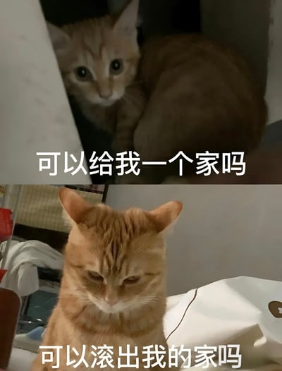 图片为上下对比结构。上图中一只浅色猫咪蜷缩在昏暗的角落，睁着圆溜溜的大眼睛，眼神中带着一丝可怜，下方配有文字“可以给我一个家吗”；下图是一只橘色猫咪，耳朵竖起，眯着眼睛，表情略显不屑地低头俯视，下方文字为“可以滚出我的家吗”。通过两只猫咪截然不同的表情和文字内容形成强烈反差，幽默地展现了流浪猫渴望被收养与家猫“霸道”赶人走的有趣对比。