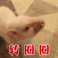 可爱小猪原地转圈圈动态图