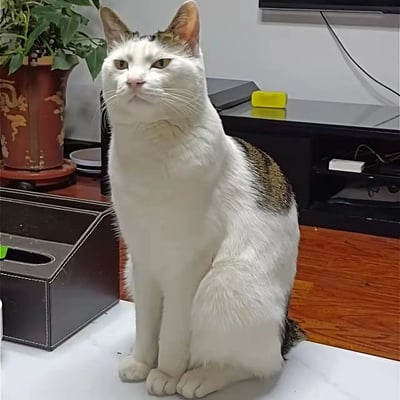 一只白色为主、带有虎斑花纹的家猫正端坐在室内白色平面上，表情严肃，眼神中带着一丝审视和不屑。猫咪耳朵竖立，胡须清晰可见，前爪并拢摆放，坐姿端正。背景中可见棕色龙纹花盆里的绿植、黑色电视柜及黄色物品，整体环境呈现典型的居家客厅场景。
