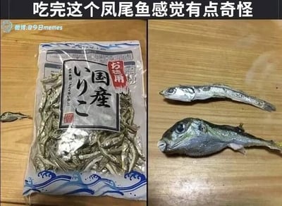这是一张左右对比的静态图，左侧呈现了一袋带有日文包装的日本国产小鱼干，包装袋上印有“国産いりこ”（国产鳀鱼干）和“お徳用”（特惠装）的字样，袋旁还放着一条从袋中取出的普通小鱼干；右侧展示了两条干制鱼类，一条是正常的细长小鱼干，另一条则是特征明显的河豚干。图片顶部配有中文文字“吃完这个凤尾鱼感觉有点奇怪”，这张图的核心矛盾在于，本应是安全可食用的普通小鱼干产品中，混进了带有剧毒的河豚干，食用后会因为中毒风险产生不适，所以会“感觉奇怪”，既凸显了食品生产包装环节的严重失误，也带有荒诞离谱的搞笑感。