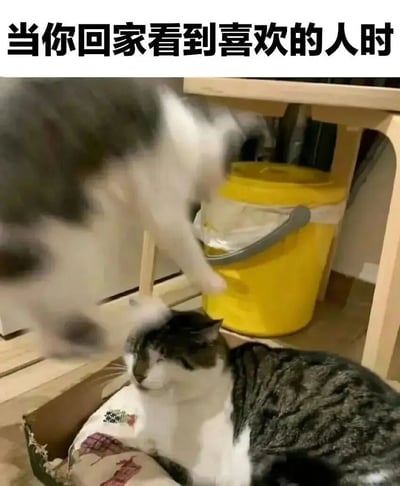 图片展示了两只猫的有趣对比场景。一只灰白相间的猫正悠闲地躺在纸箱里，表情淡定；另一只猫则兴奋地从上方跳跃下来，动作模糊。图片上方配有文字“当你回家看到喜欢的人时”，通过猫咪的反应幽默地比喻人们见到心爱之人时的激动心情与对方可能表现出的平静状态形成的有趣反差。
