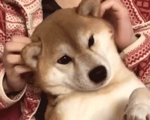 柴犬被揉耳朵的舒服瞬间