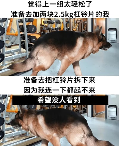 这是一张上下对比的健身房幽默梗图。上图中一只德国牧羊犬在健身房里昂首挺胸，配文"觉得上一组太轻松了 准备去加两块2.5kg杠铃片的我"，表现出自信满满的样子。下图中同一只狗低着头，姿态显得有些狼狈，配文"准备去把杠铃片拆下来 因为我连一下都起不来 希望没人看到"，形成了有趣的反差萌。通过狗狗的形象幽默地表现了人们在健身房高估自己实力后又悄悄放弃的尴尬场景。
