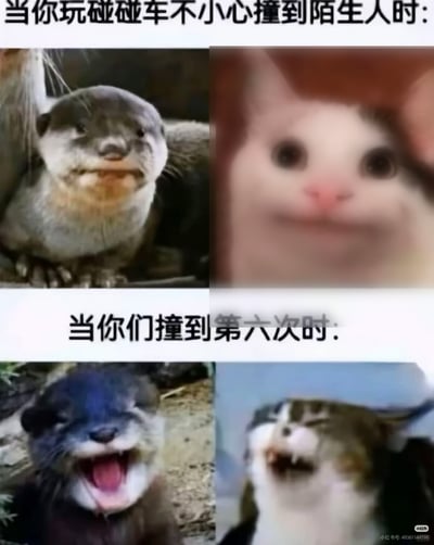 该图为四格拼接的搞笑表情包，上下分为两个社交场景。上半部分配文“当你玩碰碰车不小心撞到陌生人时：”，左侧是面露局促、带着礼貌微笑的水獭图片，右侧是神情紧张、略带尴尬的模糊猫咪图片，对应初次撞到陌生人时不好意思的生疏状态；下半部分配文“当你们撞到第六次时：”，左侧是咧嘴露牙开心大笑的水獭图片，右侧是张嘴大笑的猫咪图片，对应反复相撞多次后双方放下生疏、放开玩耍的轻松状态，生动贴切地描绘了这类社交场景下的心态变化，充满趣味性。
