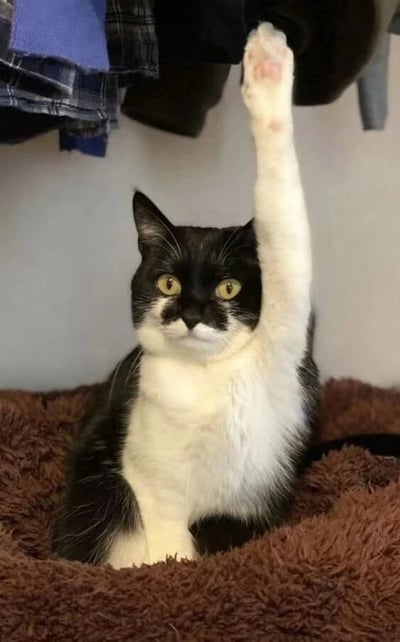一只黑白相间的奶牛猫坐在棕色的毛绒垫子上，正直勾勾地盯着镜头，同时高高举起一只爪子，似乎想要够到上方悬挂的衣物。猫咪的黄色眼睛瞪得圆圆的，表情专注又带着一丝急切，形成了一种既可爱又有趣的画面效果。