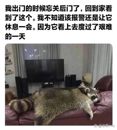 这是一张原始拍摄的室内静态照片，画面核心是一只浣熊四肢舒展地瘫在红色皮质沙发上，神态疲惫慵懒，仿佛经历了十分劳累的事情。图片上方配有一段幽默的文字，描述主人出门时忘记关后门，回家后发现这只浣熊的纠结心情：不知道该报警处理闯入者，还是该让这只看起来“度过了艰难一天”的浣熊继续休息。文字将浣熊的疲惫状态拟人化，让这个意外场景充满了搞笑趣味，图片右下角带有“@北巷mis”的水印。