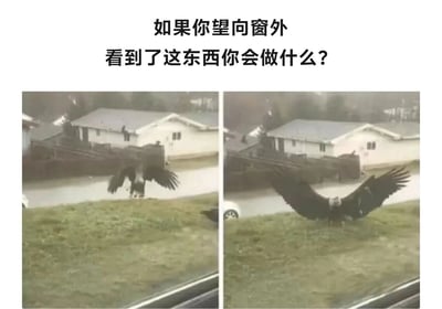图片上方配有文字'如果你望向窗外看到了这东西你会做什么?'，下方是两张左右并排的照片。左侧照片中，一只体型巨大的飞鸟（疑似鹰类）展开部分翅膀，站立在有房屋和树木背景的草地上；右侧照片为同一飞鸟的近景或更清晰视角，翅膀展开得更充分，显得更为庞大，旁边可见部分汽车。整体营造出一种突然看到巨型野生动物的惊奇场景，引发观者对遇到此类情况反应的思考。