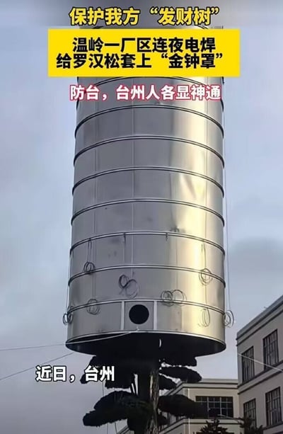这是一张竖版实拍图，拍摄地点为浙江台州，画面主体是一棵种植在厂区的名贵罗汉松，树木的树冠部分被一个高大的圆筒形不锈钢金属罩完全笼罩，金属罩由多段焊接而成，表面预留有孔洞，通过钢索固定，用于抵御台风侵袭。图上叠加了多段文字，顶部黄色背景醒目标题说明温岭该厂区为了保护被称作“发财树”的罗汉松，连夜电焊制作了这个金属“金钟罩”做防护，下方文字也点明这是台州人应对台风的创意做法，整体展现了当地民众防范台风时为保护贵重物品想出的硬核防护思路。