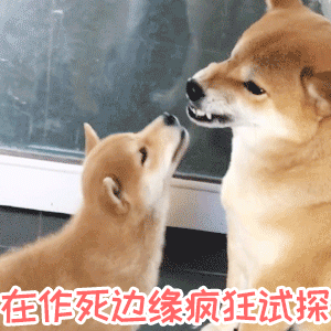 柴犬幼犬互怼名场面：在作死边缘疯狂试探