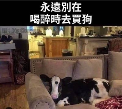 这是一张荒诞搞笑的网络梗图，上方配有醒目的文字“永远别在喝醉时去买狗”，下方的画面却呈现出与文字完全不符的场景：一头黑白花色的奶牛正惬意地趴在家庭客厅的沙发上，神态放松，仿佛已经把这里当成了自己的家。图片通过文字和画面的强烈反差，制造出“人在醉酒后神志不清，把奶牛当成狗买回家”的荒诞效果，用夸张的场景调侃人在醉酒状态下会做出不受控制、离谱可笑的行为，整体风格诙谐幽默，充满趣味。