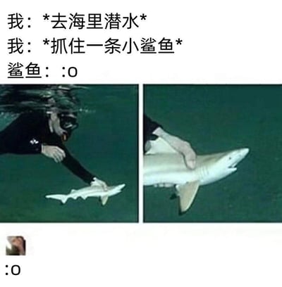 这是一张利用视觉错位制造笑点的左右对比梗图：左侧图中潜水员的手看起来正抓着一条迷你小鲨鱼，右侧特写图却揭露真相——潜水员只是抓住了大鲨鱼的鱼鳍，鲨鱼的主体在画面外，形成强烈反差。配文模拟了潜水者的行动和鲨鱼、观看者的震惊反应：
我：*去海里潜水*
我：*抓住一条小鲨鱼*
鲨鱼：:0
底部还有带表情的评论“:0”，放大了这种反转带来的错愕感。
该图没有双关、谐音梗，完全依靠视觉错觉制造趣味。
