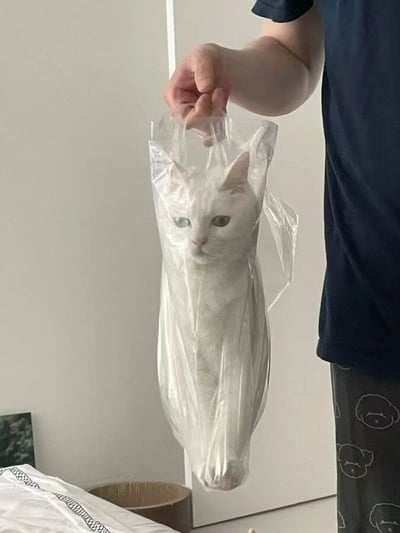 图片中，一只白猫被装进透明塑料袋里，由一只穿着深蓝色T恤的手臂提着。猫咪在袋中保持直立姿势，绿眼睛直视前方，表情淡定，仿佛被‘打包’展示。背景是简洁的白色墙面，左下角可见部分床铺和一个纸箱。整体画面因猫咪的反差萌姿势显得幽默又可爱，没有双关或谐音梗，纯粹展现宠物的趣味日常。