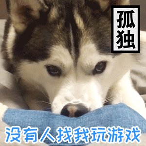 孤独的哈士奇：没有人找我玩游戏