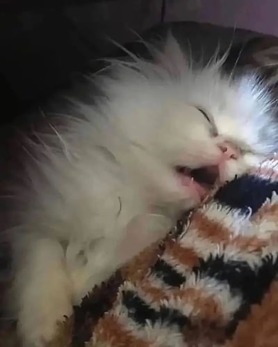一只毛茸茸的灰白相间猫咪正蜷缩在彩色毛毯上熟睡，眼睛紧闭，嘴巴微张，露出粉嫩的舌头和小牙齿。猫咪的毛发蓬松柔软，在柔和的光线下显得格外可爱，整体画面温馨治愈，展现了宠物最放松舒适的状态。