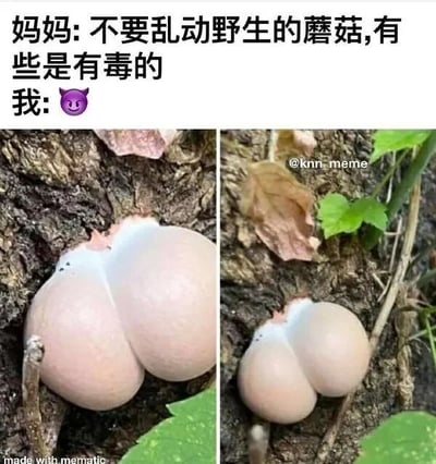 图片上方是对话文字，妈妈提醒不要乱动野生蘑菇，有些有毒，而“我”用一个紫色恶魔表情😈回应。下方为左右两张野生蘑菇的实拍照片，蘑菇生长在树干上，外形圆润饱满，呈淡粉色，顶部有小突起，整体形状类似卡通化的臀部，形成幽默反差，暗示“我”明知有毒却可能因蘑菇外形有趣而想接触的调皮心理。