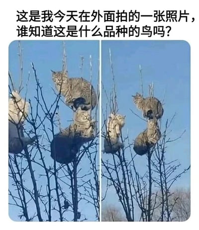 图片为左右对比的两张照片，内容是几只猫栖息在光秃秃的树枝上，背景是蓝天。上方配有文字“这是我今天在外面拍的一张照片，谁知道这是什么品种的鸟吗?”，通过将猫故意误称为“鸟”制造幽默效果，属于典型的搞笑误会类梗图。