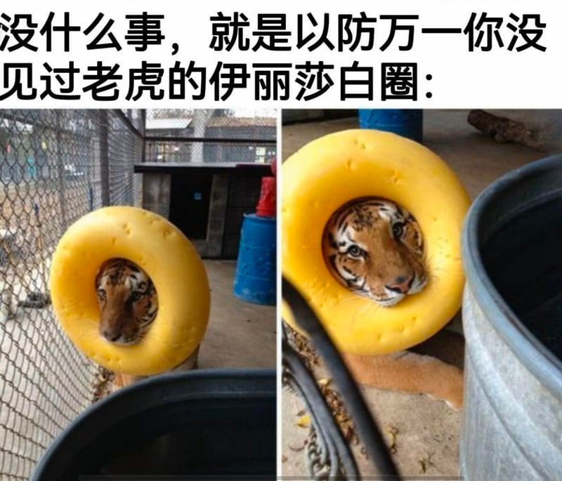 老虎