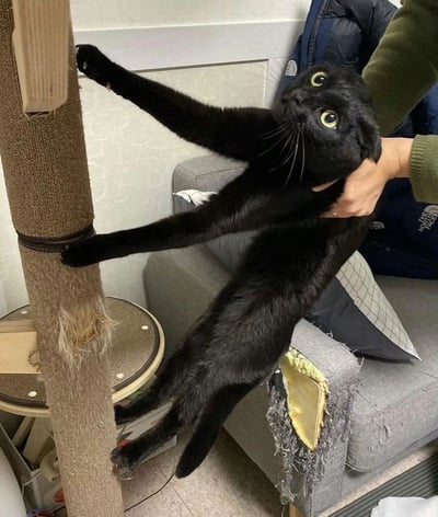 一只黑猫被主人用手托着下巴，身体向后拉伸，前爪紧紧抓住猫抓板，眼睛瞪得溜圆，表情看起来十分震惊又有点呆萌。猫抓板上沾满了猫毛，旁边的灰色沙发有一处明显的破损，露出了里面的黄色填充物，整体画面充满生活气息又十分搞笑。