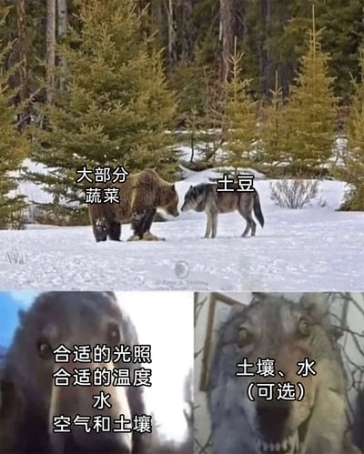 这是一张多图拼接的幽默梗图，上方为真实野外摄影照片，展示雪地中棕熊与灰狼对峙的场景，棕熊被标注为“大部分蔬菜”，灰狼被标注为“土豆”；下方左侧是棕熊的特写，配文“合适的光照、合适的温度、水、空气和土壤”，代表大部分蔬菜种植需要的严苛且全面的条件；下方右侧是灰狼的特写，配文“土壤、水（可选）”，调侃土豆生命力极其顽强，种植条件要求极低。整图通过两种动物的对峙反差，幽默地对比了土豆与其他蔬菜在种植难度上的巨大差异，引发园艺爱好者和美食爱好者的共鸣。