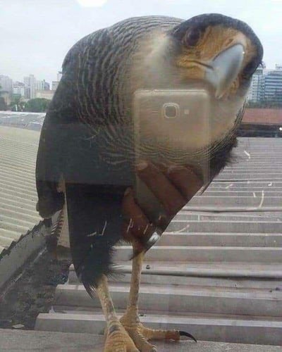这张实拍照片呈现出极具趣味的视觉错位效果：一只凤头卡拉鹰站立在城市建筑的玻璃幕墙边缘，玻璃恰好反射出拍摄者手持手机的画面，手机的位置与鸟类的躯干完美重合，从视觉上营造出“这只鸟的身体是一部手机”的荒诞错觉。背景可见城市的屋顶与远处的高楼建筑群，整体画面充满巧合带来的搞笑感，让人第一眼容易产生误解，仔细观察才能发现是玻璃反射造成的错位。
