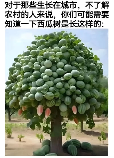 这是一张搞笑梗图，上方配有文字‘对于那些生长在城市，不了解农村的人来说，你们可能需要知道一下西瓜树是长这样的：’，下方是一张经过处理的图片，显示一棵树上挂满了绿色的西瓜，营造出‘西瓜树’的假象。实际上西瓜是藤蔓植物，并非长在树上，图中内容是对城市人不了解农村常识的幽默调侃。