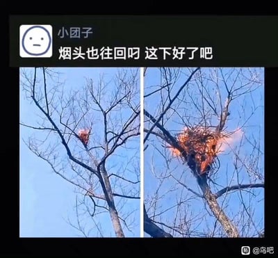 这是一张社交媒体截图，展示了左右对比的两张实拍照片：左侧照片中，枯树枝上的鸟巢刚出现明火，火势较小；右侧照片里，鸟巢已被大火大面积吞噬，火势明显蔓延。配文“烟头也往回叼 这下好了吧”，调侃鸟儿误将烟头叼回巢中，最终导致自己的家被点燃，是一场搞笑又充满无奈的动物无心之举造成的意外。图中无谐音梗或双关含义。