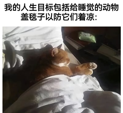 图片上方有黑色文字'我的人生目标包括给睡觉的动物盖毯子以防它们着凉:'，下方是一张实拍照片，一只橘猫蜷缩在床上，身上盖着白色的毯子，正熟睡，前爪微微伸出，画面温馨治愈。