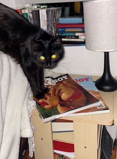 一只黑猫趴在书架上，黄色的眼睛正专注地凝视着前方。它的一只爪子搭在一本名为《COWBOY》的杂志上，杂志封面上有一个穿着红色泳衣的人物。背景中可以看到多本书籍，包括《FLESH & BLOOD》、《KINGDOM OF GRAVES》、《Go Ask Alice》和《THE DICTIONARY》等。右侧有一盏带有白色灯罩的台灯。整个场景营造出一种神秘而温馨的居家氛围。