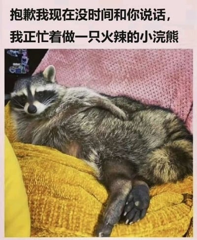 图片上方配有文字“抱歉我现在没时间和你说话，我正忙着做一只火辣的小浣熊”，下方是一只浣熊舒适地躺卧在黄色和粉色的毯子上，眼神慵懒，姿态放松。整体通过文字与浣熊悠闲状态的反差制造幽默效果，展现出一种轻松调侃的氛围。