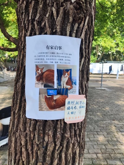这是一张拍摄于大学校园生活区的照片，画面中树木上张贴着一张“有家启事”海报，内容告知原本在七组团宿舍楼下的粘人橘白流浪猫已被好心人领养，主人自驾800公里往返学校将猫咪接回家，还说明猫咪体检结果健康，无猫瘟、呼吸道五项、杯状、耳螨、猫藓等问题，附上了三张猫咪在家的生活照：分别是猫咪趴着看向镜头、坐着看向镜头、趴在电脑前的模样。海报旁还贴着一张手写的粉色便签，上面写着祝福的话语“热烈祝贺小猫有家，猫好！人好！”，整个场景传递出满满的温暖，记录了流浪猫找到归宿的暖心时刻，也体现了校园里大家对流浪动物的关爱。