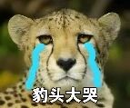 图片为一张猎豹头部的特写，猎豹双眼下方有夸张的蓝色眼泪流下，表情悲伤，下方配有文字“豹头大哭”。整体用于夸张地表达强烈的悲伤、委屈或无奈情绪，常见于网络聊天中作为表情包使用。