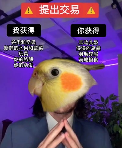 这是一张经过P图改编的搞笑合成图像，画面将人类的身体与玄凤鹦鹉的头部结合，营造出拟人化鹦鹉谈判的趣味效果。图像顶部有一个带黄色警示标志的红色横幅，写着“提出交易”字样，下方分为左右两栏：左侧标注“我获得”，列出了拟人化鹦鹉能得到的东西，包括谷类和坚果、新鲜的水果和蔬菜、玩具、主人的胳膊、主人的头发；右侧标注“你获得”，则调侃了饲养鹦鹉的主人需要面对的各类状况，包括耳鸣头晕、湿湿的鸟粪、羽毛碎屑、满地粮食。整张图通过这种强烈的反差对比，幽默地展现了养玄凤鹦鹉过程中，宠物得到优待、主人却要承担诸多麻烦的真实日常，戳中养宠人群的共鸣点。