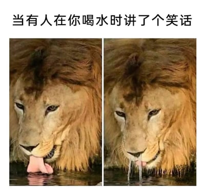 这是一张左右对比的搞笑梗图，上方配文“当有人在你喝水时讲了个笑话”。左侧画面中，一头狮子正神情平静地伸出舌头舔舐水面；右侧画面里，这头狮子的神态变得忍俊不禁，原本在喝水的它因为忍不住发笑，水从鼻孔中流了出来，生动拟人化地还原了人们在喝水时听到好笑的事情，忍不住笑导致水喷出来的尴尬又好笑的日常场景，用动物的真实画面精准戳中生活里的趣味瞬间，让人共情。