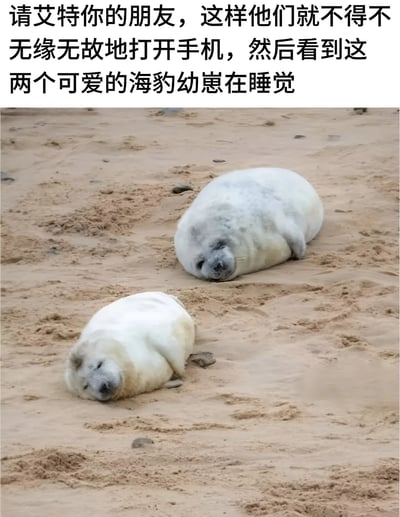 图片上方配有黑色文字：'请艾特你的朋友，这样他们就不得不无缘无故地打开手机，然后看到这两个可爱的海豹幼崽在睡觉'。下方是两只海豹幼崽在沙滩上熟睡的照片，它们身体呈白色，蜷缩在沙地上，周围有细小的沙粒和石子，整体画面温馨可爱，带有轻松搞笑的社交互动意味。
