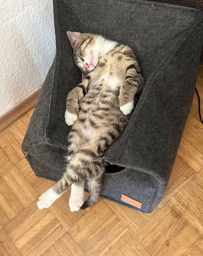 一只虎斑猫正四仰八叉地睡在灰色猫窝里，露出粉嫩的小鼻子和雪白的肚皮。猫咪双眼紧闭，四肢自然舒展，看起来睡得格外香甜。猫窝放在木地板上，旁边是白色的墙壁，整个画面充满了温馨治愈的氛围。