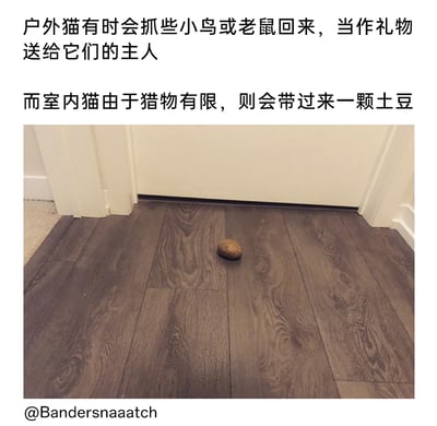 这是一则图文结合的搞笑内容，上方文字先说明户外生活的猫咪会捕捉小鸟、老鼠这类猎物，将其当作礼物送给主人；随后调侃长期生活在室内的猫咪，因为没有足够的自然猎物可以捕捉，就会把室内的土豆当作“猎物”，作为礼物带给主人。下方配图是一颗孤零零放在室内深色木地板上的土豆，精准呼应了文字的调侃内容，利用户外猫和室内猫“礼物”的强烈反差制造幽默，生动展现了猫咪想要向主人分享“猎物”的可爱行为逻辑，让读者感受到猫咪行为的趣味和反差萌。