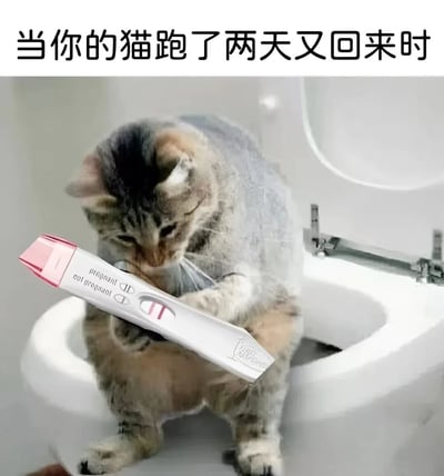 图片上方配有文字‘当你的猫跑了两天又回来时’，下方是一只虎斑猫坐在马桶上，前爪捧着一个显示两条红杠（阳性）的验孕棒，表情专注地看着。通过将猫咪拟人化，用验孕棒的阳性结果幽默地暗示猫咪‘离家出走’期间可能发生的趣事，营造出搞笑又荒诞的效果。