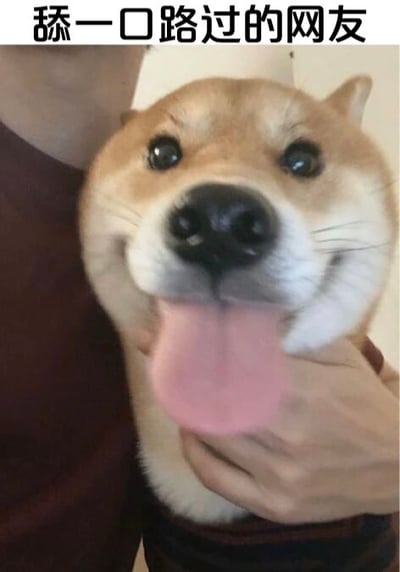 图片中是一只被人抱在怀里的柴犬，狗狗脸部特写占据主要画面，它睁着圆溜溜的大眼睛，嘴巴张开吐着粉色的舌头，表情看起来十分开心可爱。图片顶部有一行文字“舔一口路过的网友”，以拟人化的方式将柴犬吐舌头的动作幽默地解读为想要“舔”路过的网友，营造出轻松有趣的氛围。