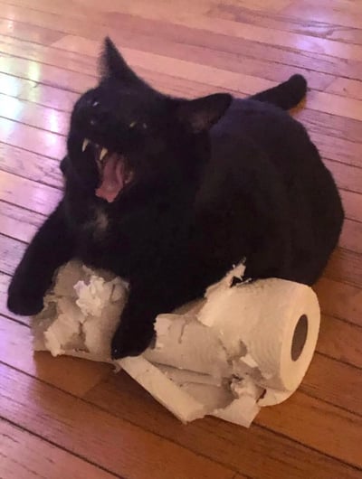 一只黑猫正趴在木地板上，张着嘴露出尖牙，前爪紧紧抱着一卷被撕碎的卫生纸。猫咪表情看起来既兴奋又有点凶，仿佛在宣示对卫生纸卷的"胜利"。整个画面展现了猫咪调皮捣蛋的一面，卫生纸被撕成碎片散落在周围。