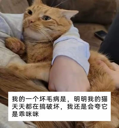 这是一张静态实拍图，画面中一只橘色猫咪正被人用手臂环抱住，双手轻柔地抚摸着猫咪的身体，猫咪眼神慵懒放松，四肢自然地倚靠在人身上，看起来十分享受被抚摸的过程。图片下方配有白色背景的黑色文字，内容为“我的一个坏毛病是，明明我的猫天天都在搞破坏，我还是会夸它是乖咪咪”，生动地展现了铲屎官面对调皮猫咪时，嘴上吐槽却又忍不住宠溺的“双标”心态，精准戳中了众多养猫人的共鸣，充满了生活化的趣味与温暖。