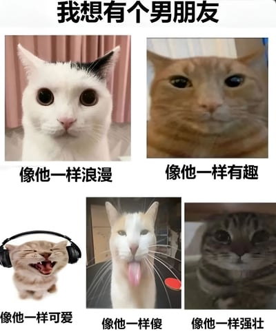 图片为多图拼接的图文混排内容，顶部大字标题为“我想有个男朋友”，下方排列五张不同猫咪的照片，每张照片下方配有文字描述理想男友的特质：左上角猫咪配文“像他一样浪漫”，右上角猫咪配文“像他一样有趣”，左下角戴耳机猫咪配文“像他一样可爱”，中间猫咪配文“像他一样傻”，右下角猫咪配文“像他一样强壮”。整体风格幽默可爱，通过猫咪的不同表情和姿态调侃对理想伴侣的期待。