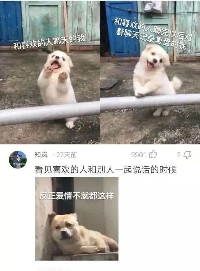 小黄狗