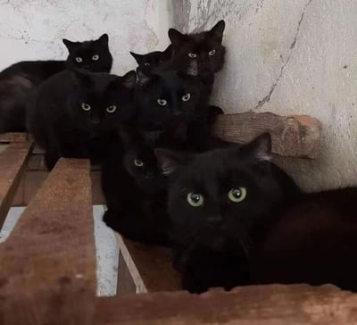 图片中一群纯黑色猫咪挤在老旧木质结构上，背景是带有明显裂纹的斑驳白墙。所有猫咪均有着明亮的绿色眼睛，身体紧贴彼此，头部统一转向镜头方向，呈现出齐刷刷凝视的画面，整体氛围既呆萌又带着一丝神秘。