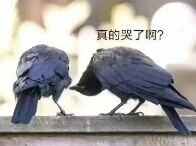 图片中两只黑色乌鸦背对镜头，站在栏杆上，身体微微前倾靠近彼此，仿佛在低声交流。画面上方配有文字“真的哭了啊?”，以拟人化的方式赋予乌鸦对话感，营造出一种幽默的疑问氛围，像是在调侃或关切地询问是否真的发生了令人哭泣的事情。