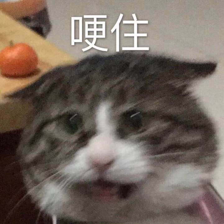震惊表情的猫咪梗图