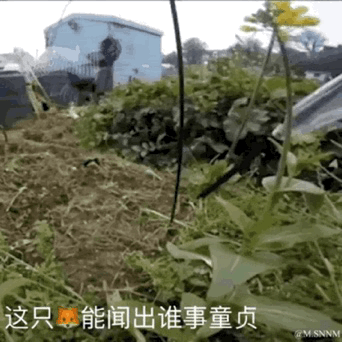 这是一张经过P图改编的搞笑梗图，以真实拍摄的菜园场景为基础，将黑猫的头部合成到植物茎干上，营造出“植物长出猫脸”的滑稽视觉效果。图下方配有文字“这只🐱能闻出谁事童贞”，运用谐音梗，“童贞”谐音“偷摘”，调侃这只“猫脸植物”可以发现偷摘菜园蔬菜的人，充满趣味性，让人忍俊不禁。