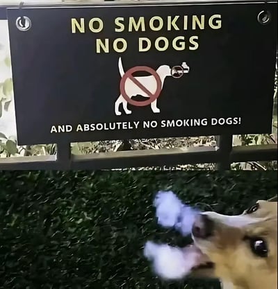 上方是一块黑色幽默禁令牌，牌面文字为：
NO SMOKING
NO DOGS
AND ABSOLUTELY NO SMOKING DOGS!
牌中图示是被红圈禁止标识划掉的狗，同时狗嘴处还有被禁止的香烟图案，明确列出了三个禁令：禁止吸烟、禁止带狗、绝对禁止抽烟的狗。
下方是一只浅棕色的真实小狗，它吐出的舌头和口水在画面中呈现出类似冒烟的效果，刚好对应禁令牌里的'禁止抽烟的狗'，形成了小狗'违反禁令'的搞笑反差。

笑点解析：利用文字的幽默延伸和画面巧合制造趣味，将小狗吐舌的生理行为和'抽烟冒烟'强行关联，完美契合牌子上的奇葩补充禁令，带来滑稽的喜剧效果。